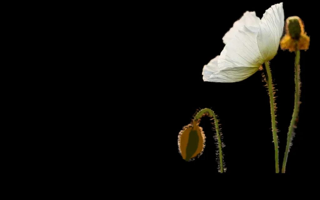 a white flower with a black background