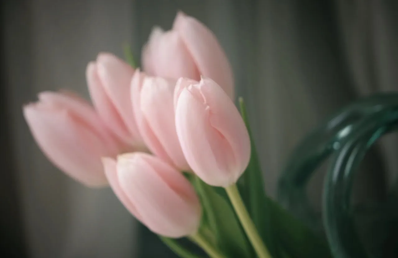 tulips swaying in breeze