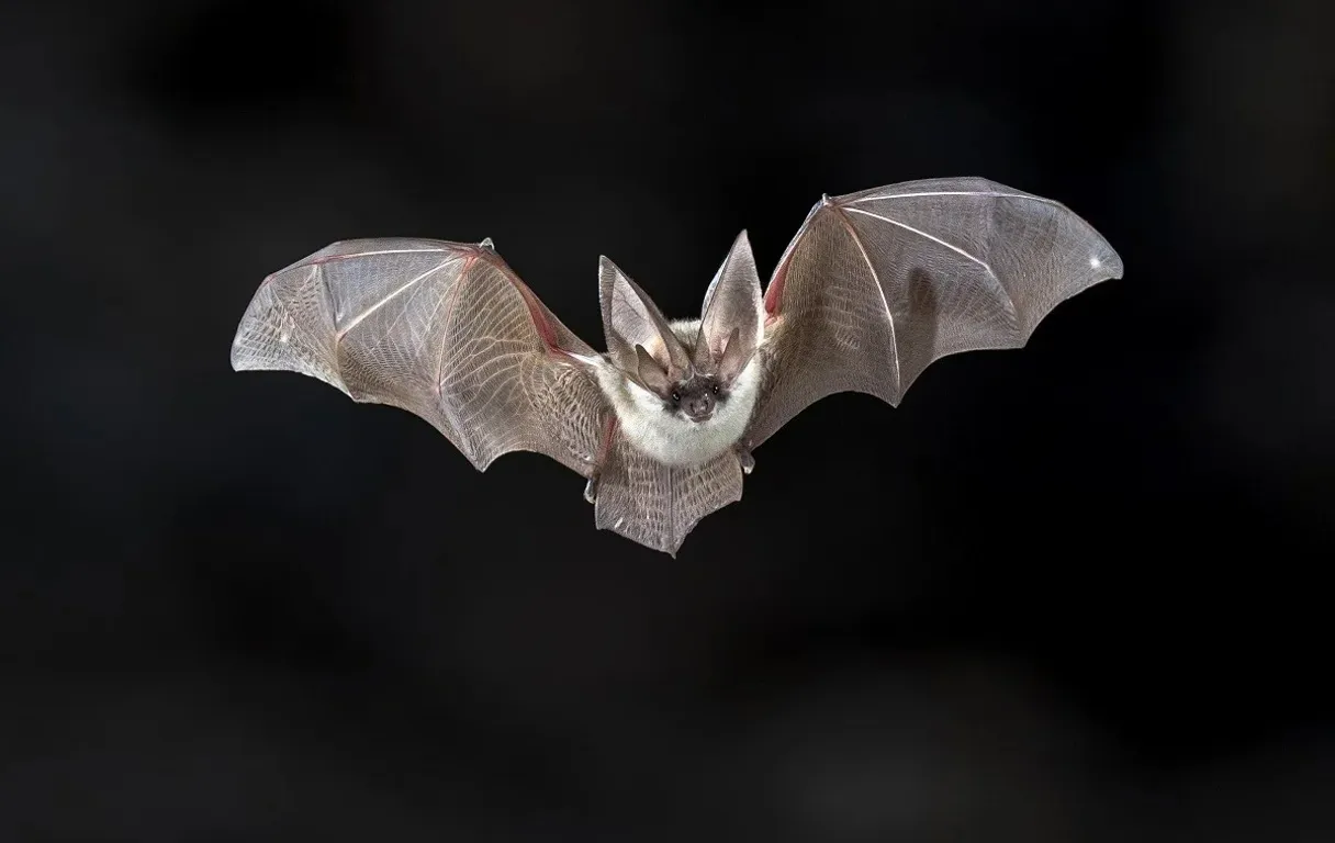 a bat flying through the air with it's wings spread, lightning in the sky