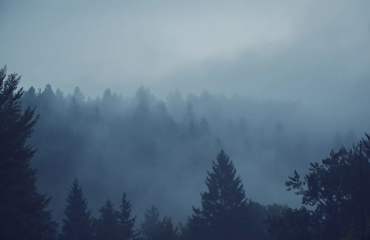 a foggy forest filled with lots of trees