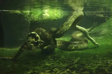 a large snake laying on top of a lush green field7