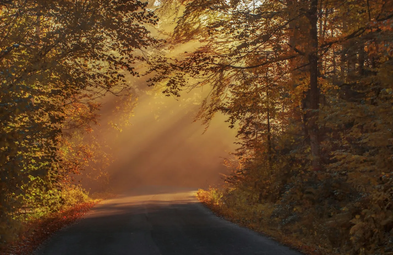 the sun shines through the trees on a road