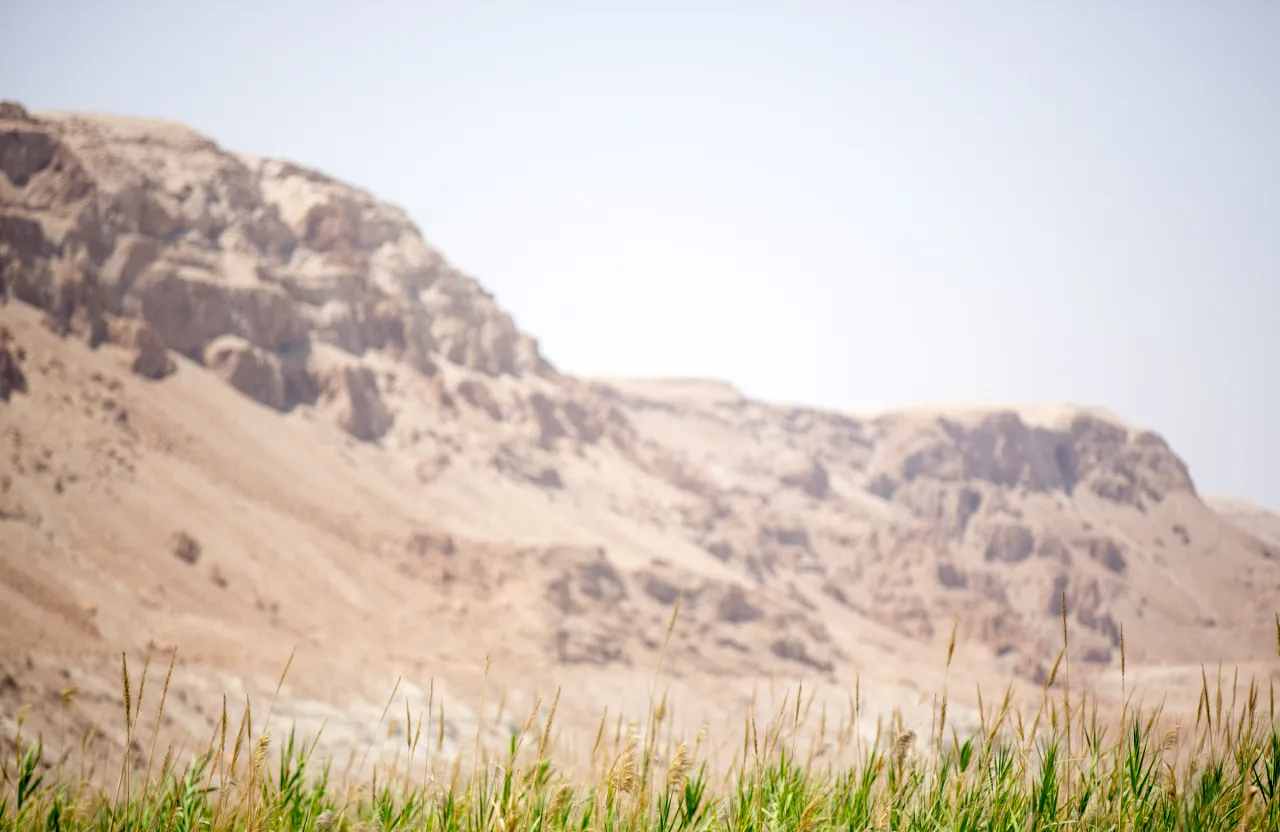 a sheep standing in a field with a mountain in the background