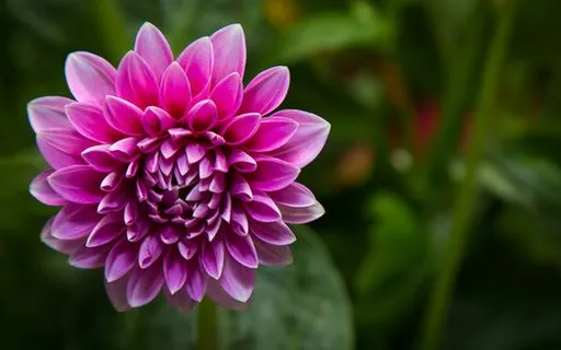 a purple flower with green leaves in the background