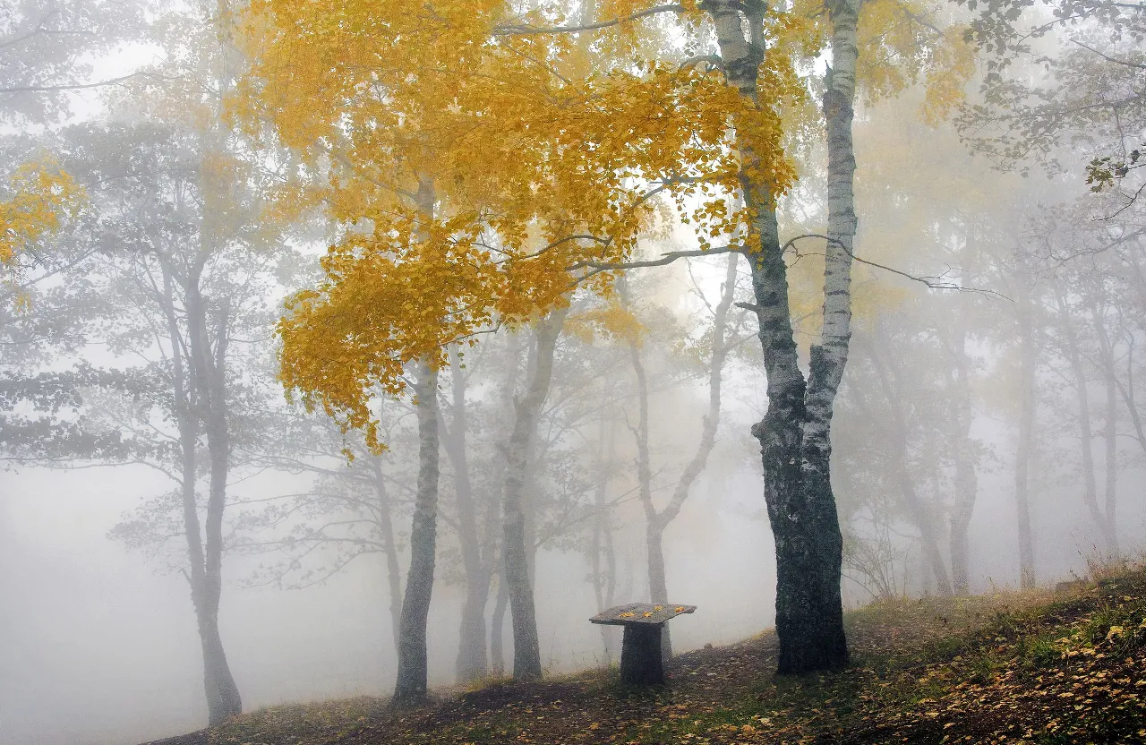 a bench sitting in the middle of a forest