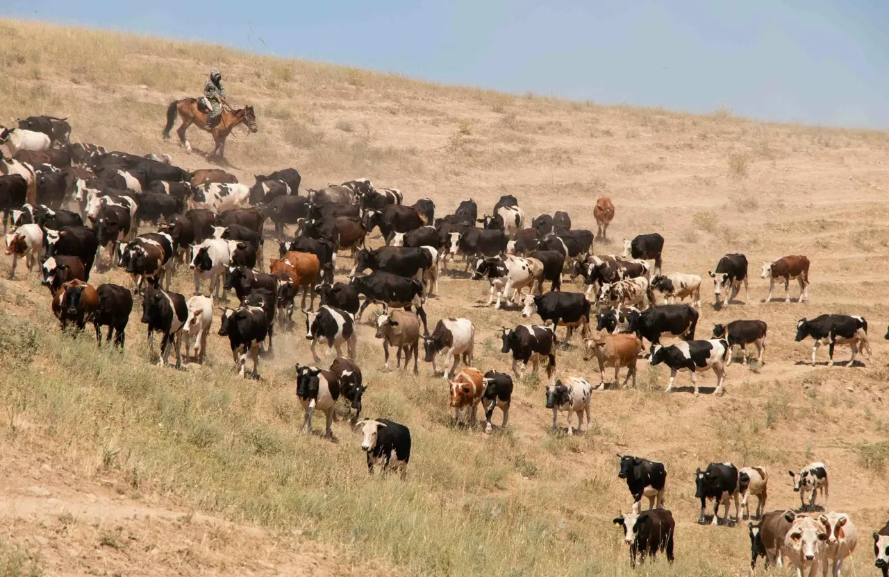 a herd of cattle walking across a dry grass covered hillside