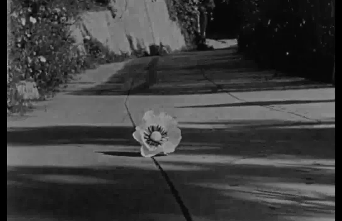 a single white flower sitting on the side of a road