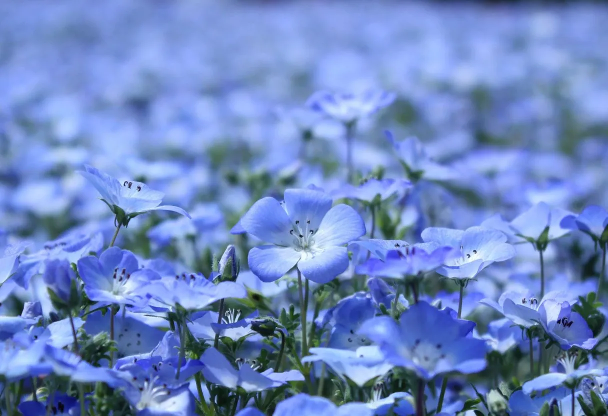 a field of blue flowers with green stems