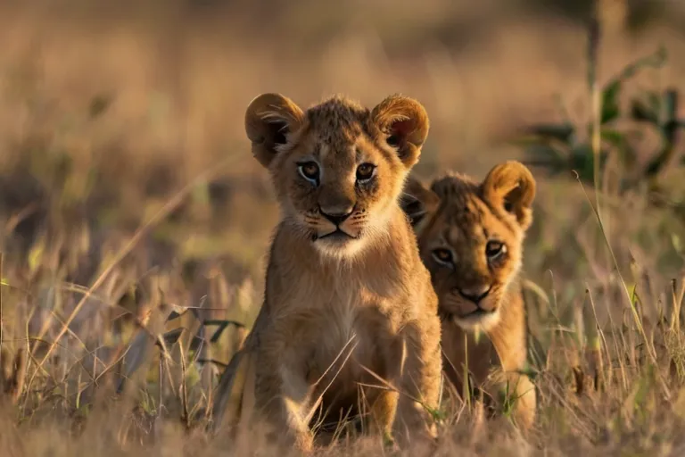 "In the heart of the African savannah, young lion cubs enjoyed their playful game of hide and seek."