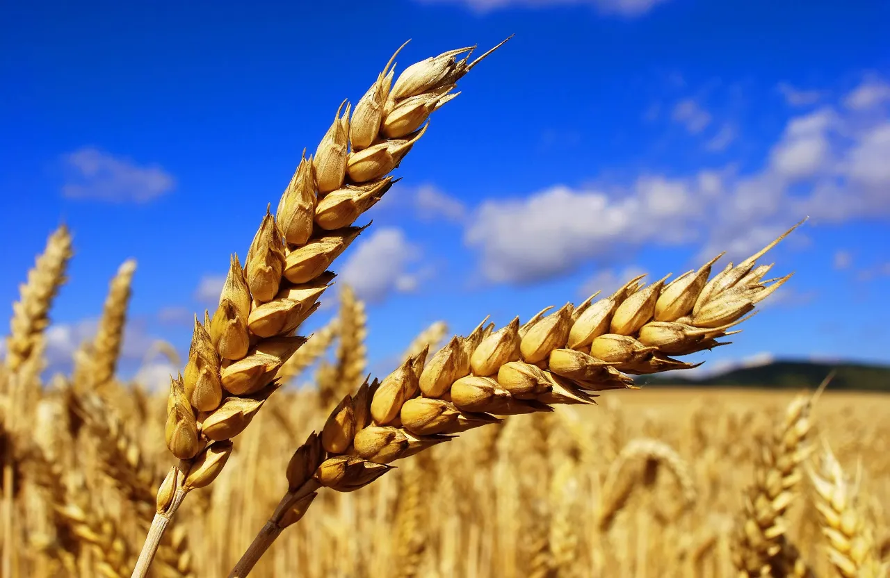 a close up of a wheat field with a blue sky in the background