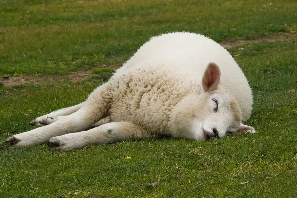 a white sheep laying on top of a lush green field