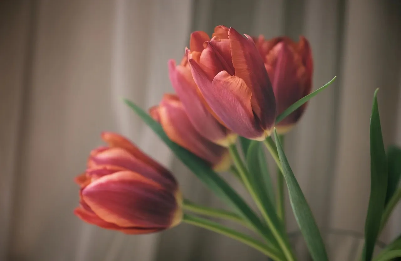 a close up of a bunch of flowers in a vase swaying in breeze