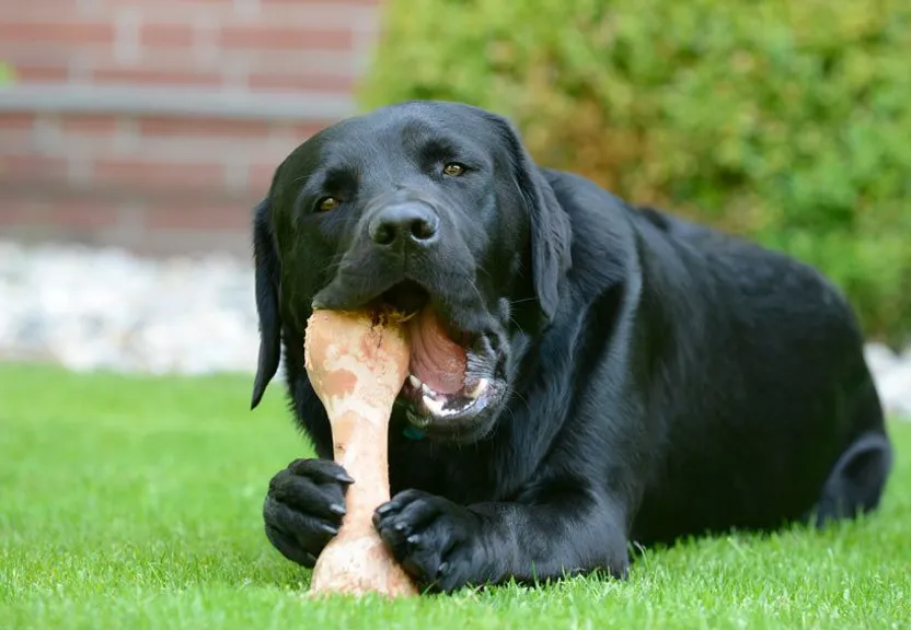 a large black dog holding a bone in his mouth