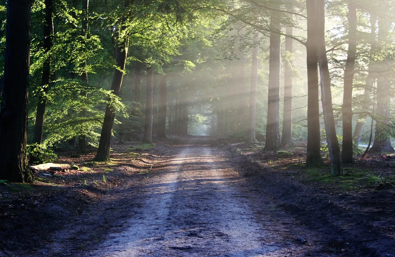 a dirt road in the middle of a forest