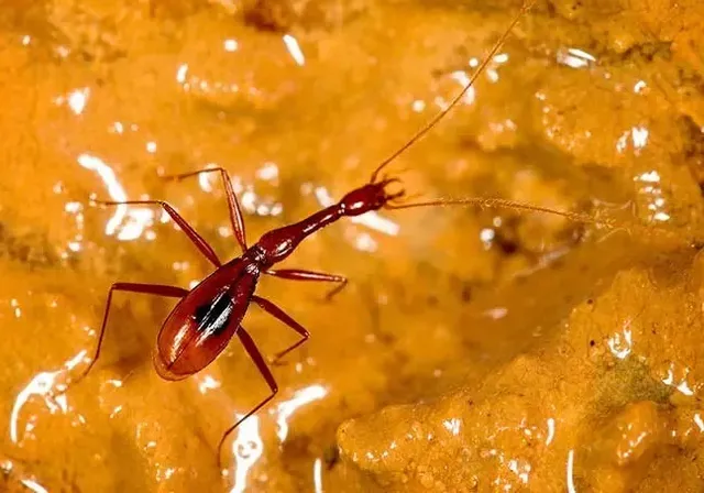 a red bug sitting on top of a yellow substance