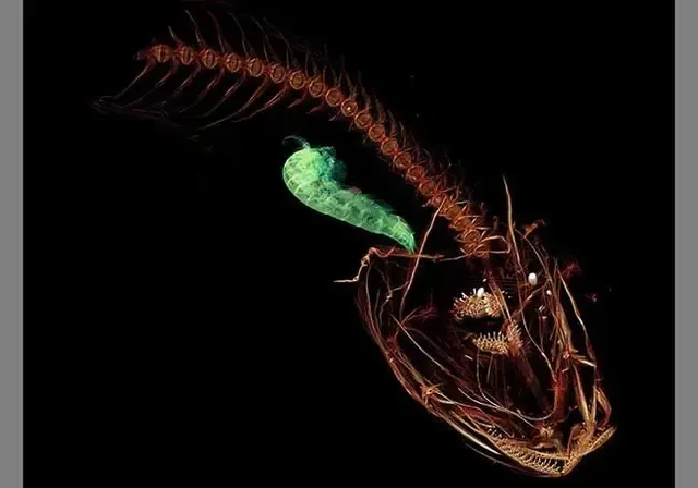 a fish skeleton with a green worm on it's back