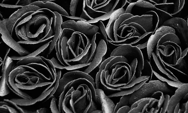 black and white photograph of a bunch of roses