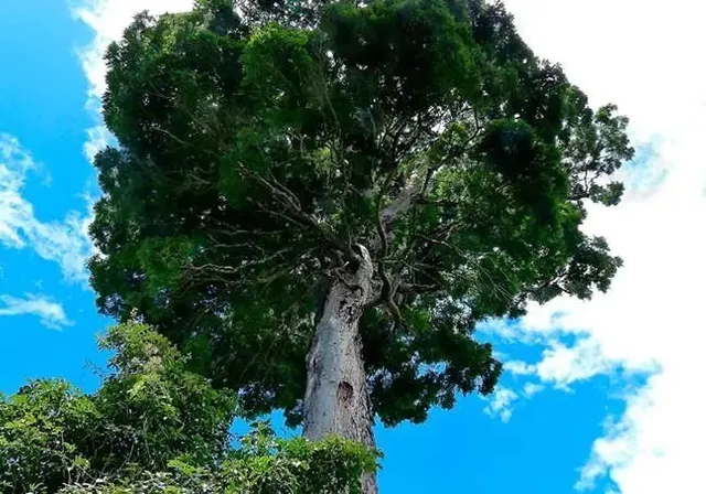 a tall tree standing in the middle of a forest