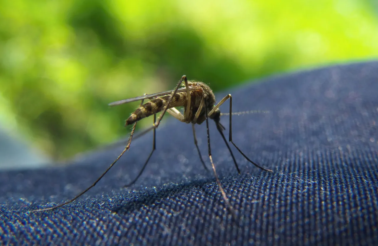 a close up of a mosquito on a person's arm