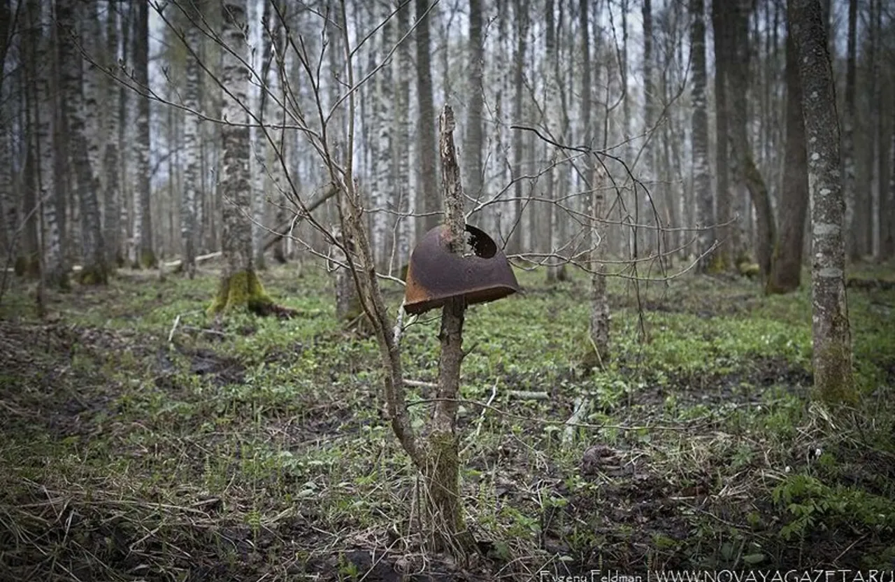 a rusted military helmet  hanging from a tree in the middle of a forest