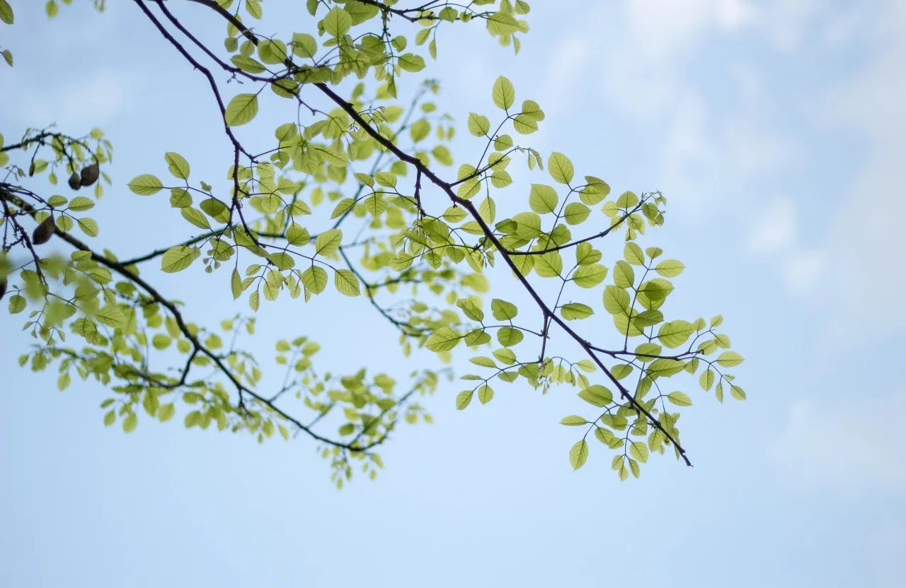 a tree branch with green leaves against a blue sky