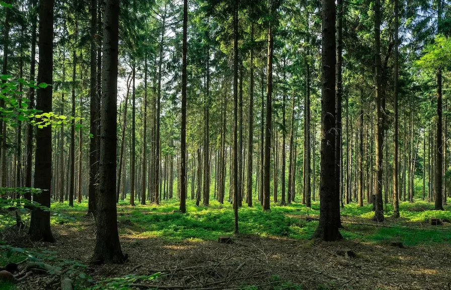 a forest filled with lots of tall trees