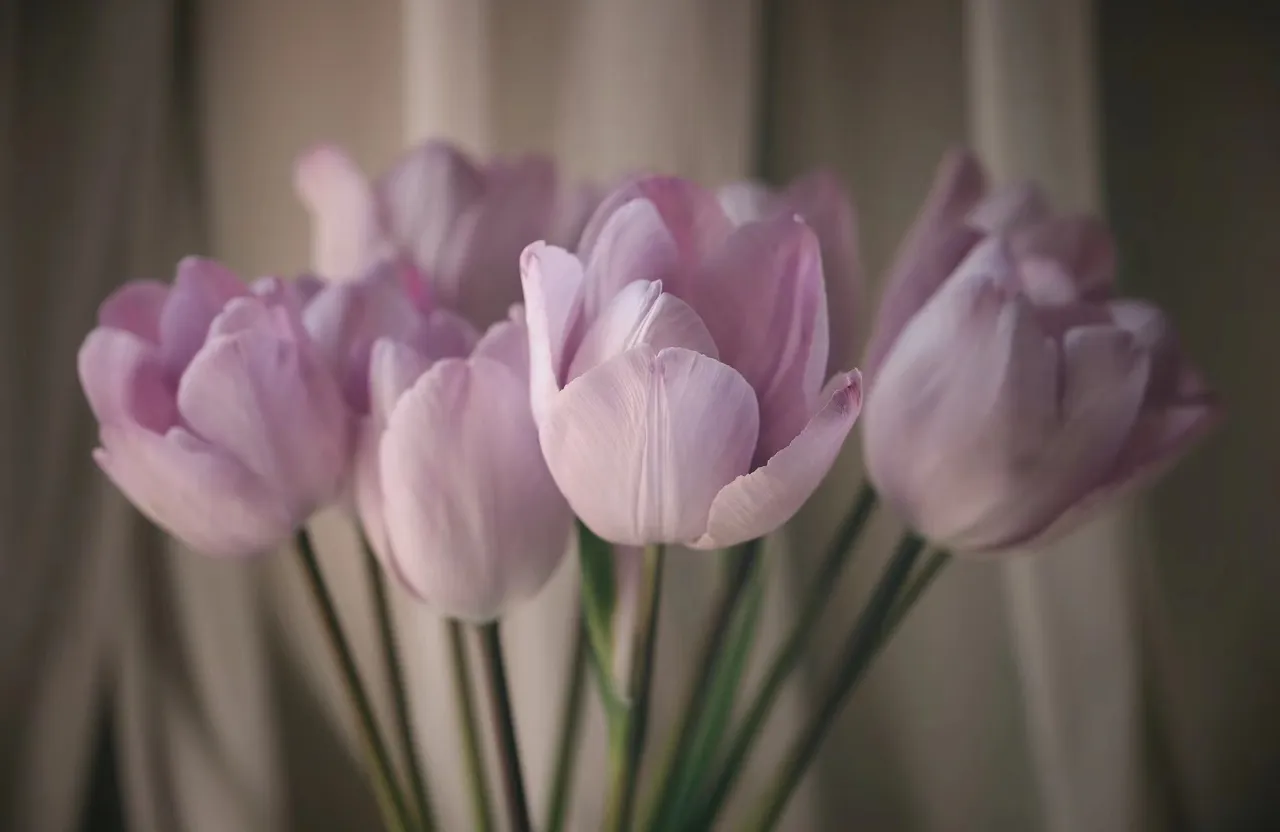 tulips swaying in breeze