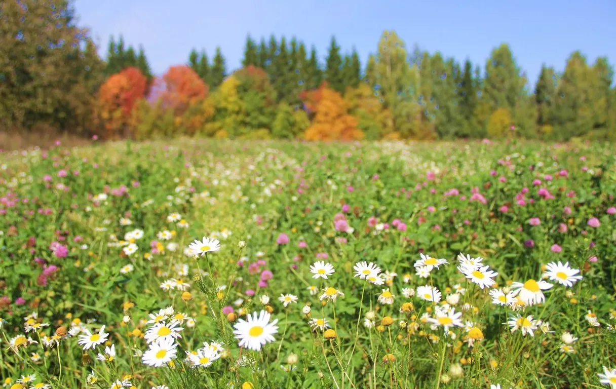 a field full of wildflowers with trees in the background