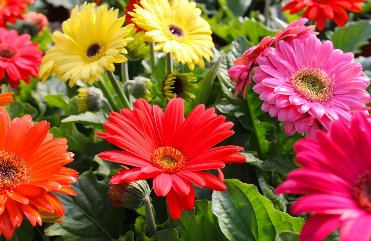 a bunch of different colored flowers in a garden