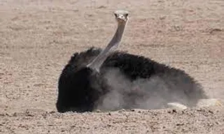 an ostrich is laying down in the sand