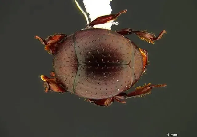 a close up of a bug on a body of water