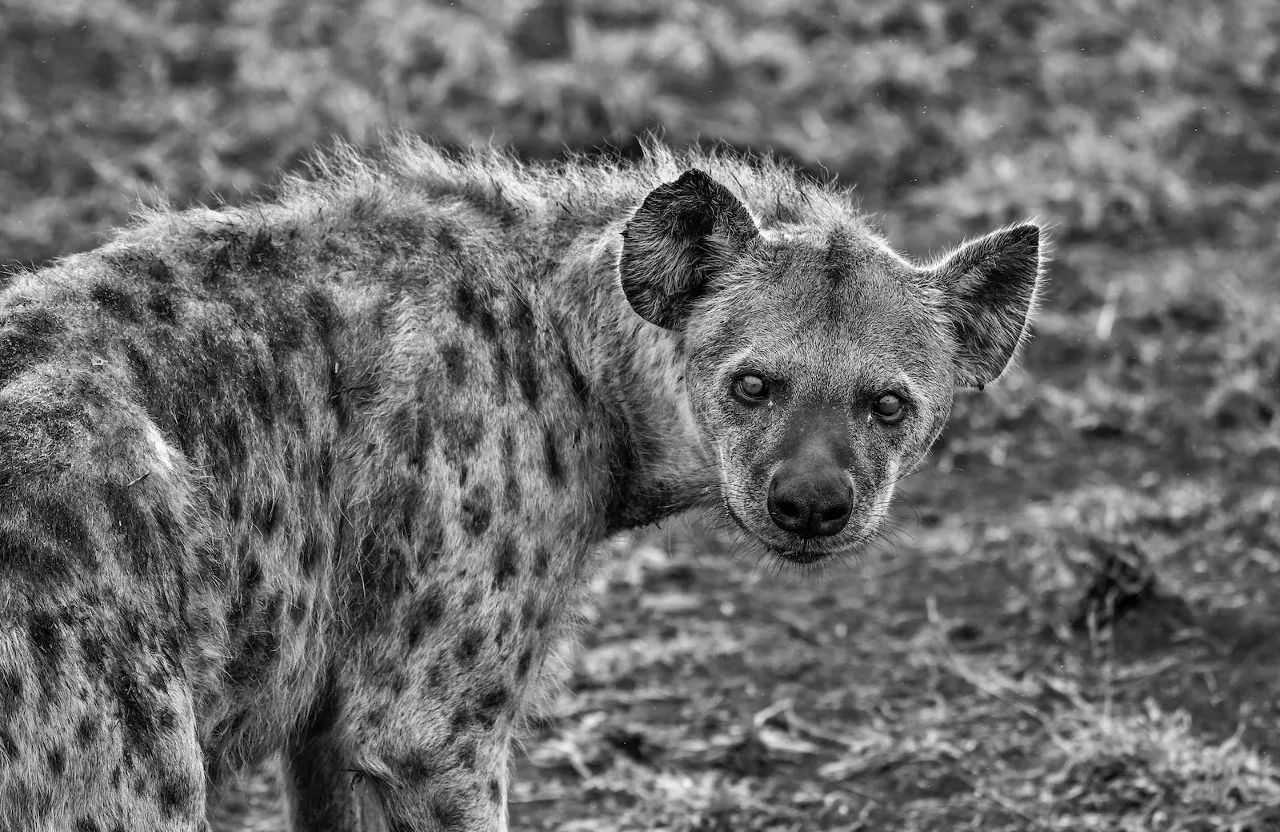 a spotted hyena in a black and white photo