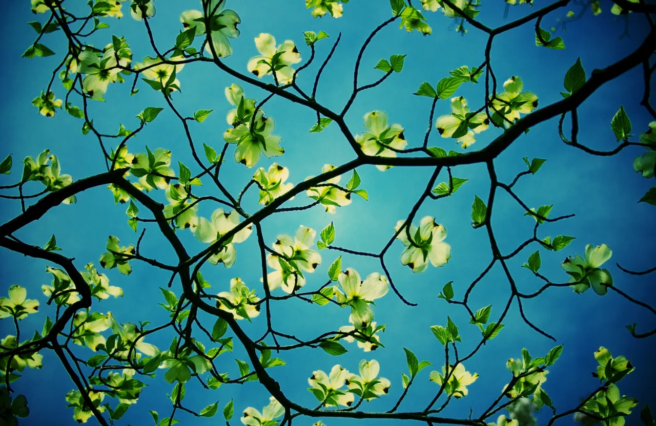 the branches of a tree with white flowers against a blue sky