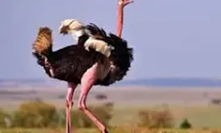 an ostrich standing in a field