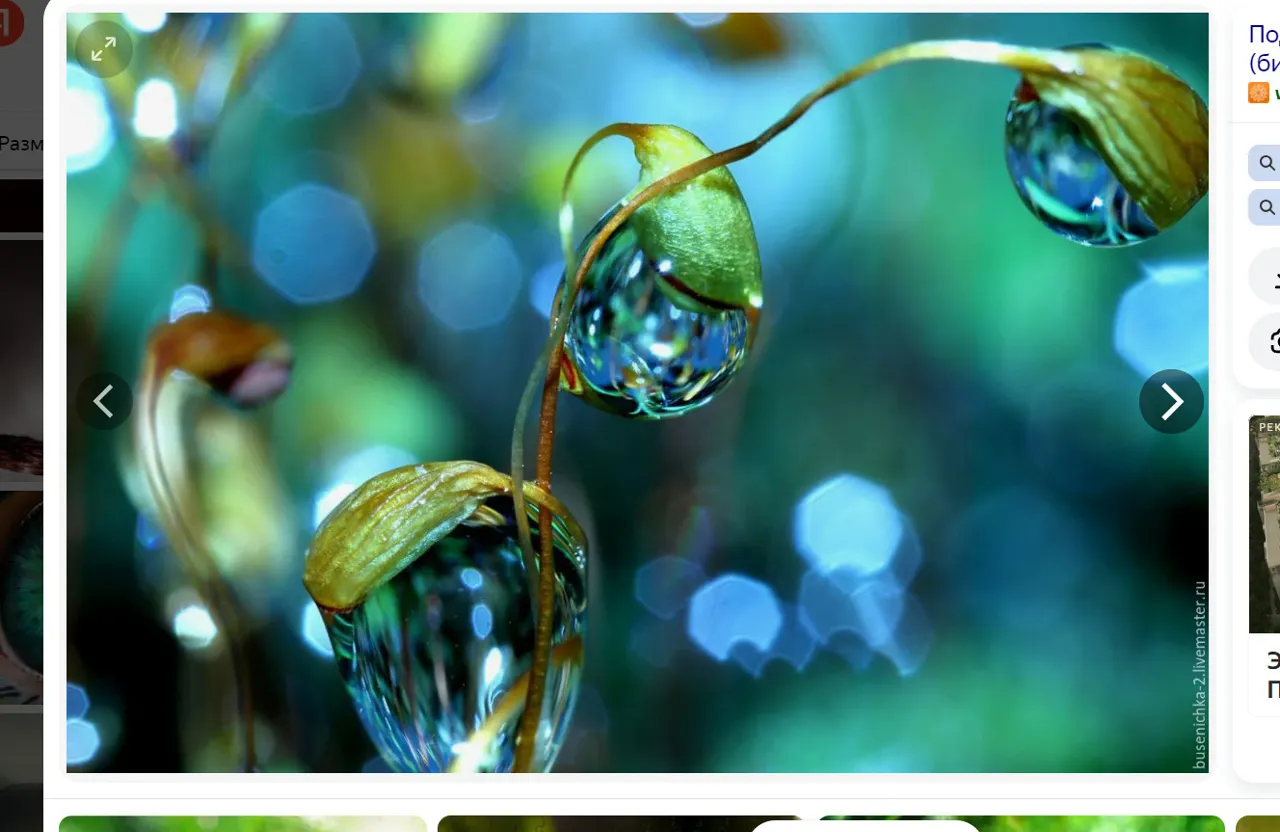 a picture of a flower with drops of water on it