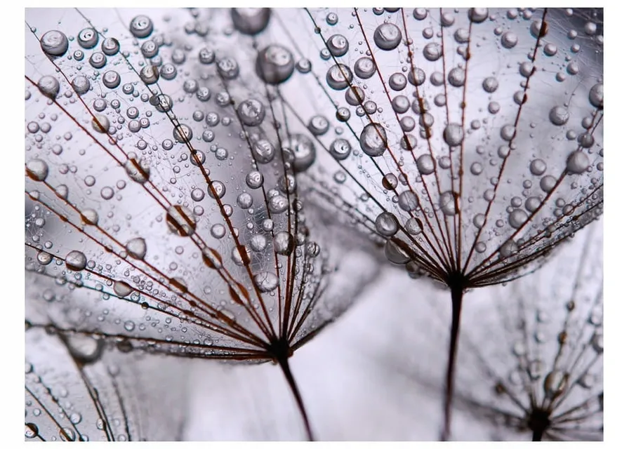 a close up of water droplets on a dandelion