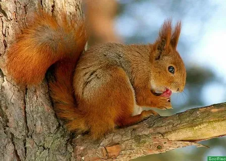 a squirrel is sitting on a tree branch