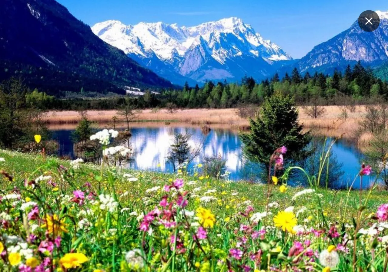 a field with flowers and mountains in the background