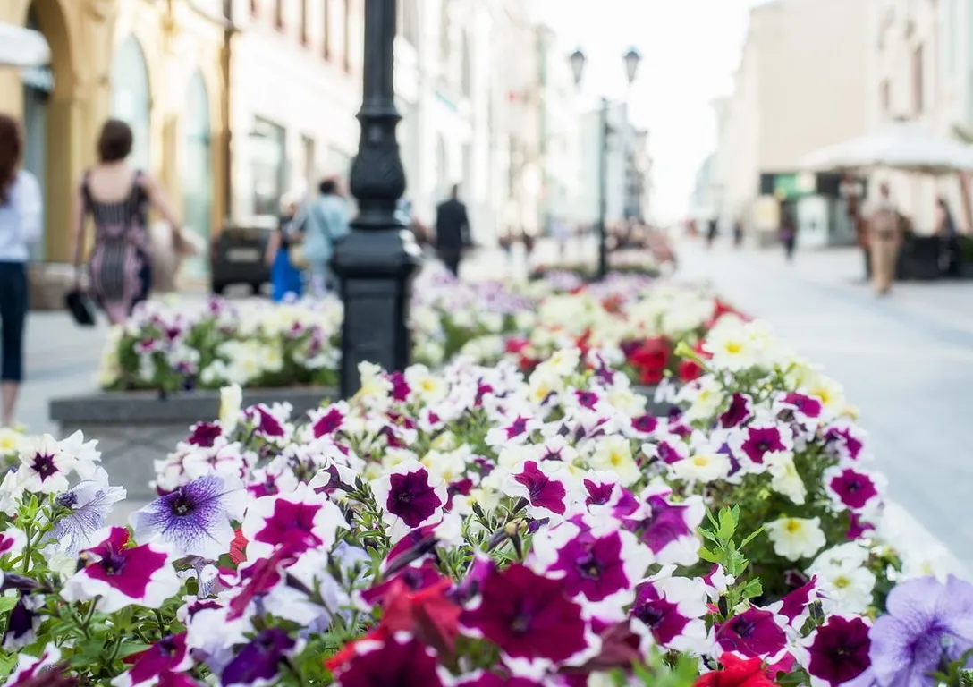 a bunch of flowers that are on a sidewalk