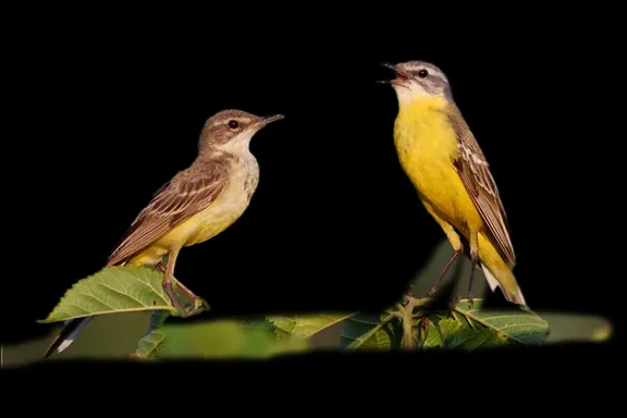 bird, beak, feather, songbird, wing, twig, tail, perching bird, old world oriole, claw