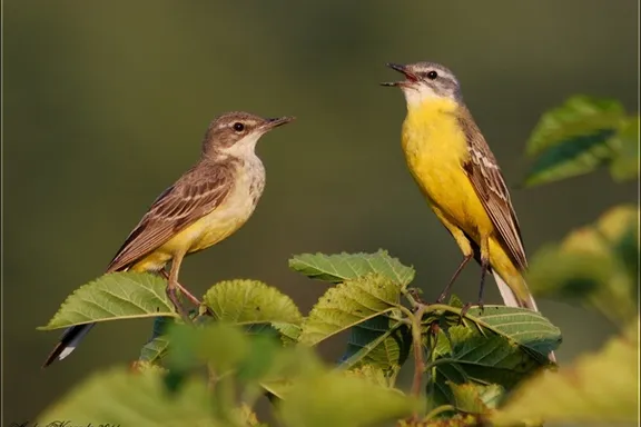 Birds kiss