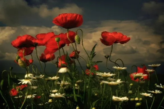 a field full of red and white flowers under a cloudy sky Only movement from the wind