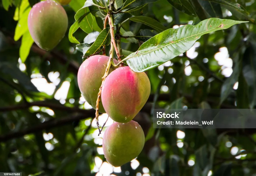 a bunch of ripe mangoes  hanging from a tree and moving slowly very nice looking.