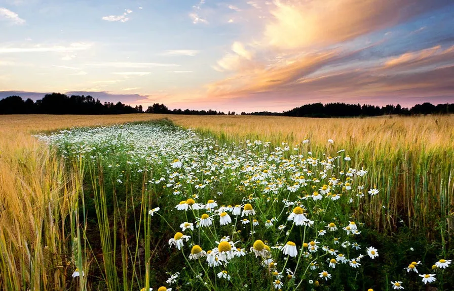 a field of wildflowers with a sunset in the background