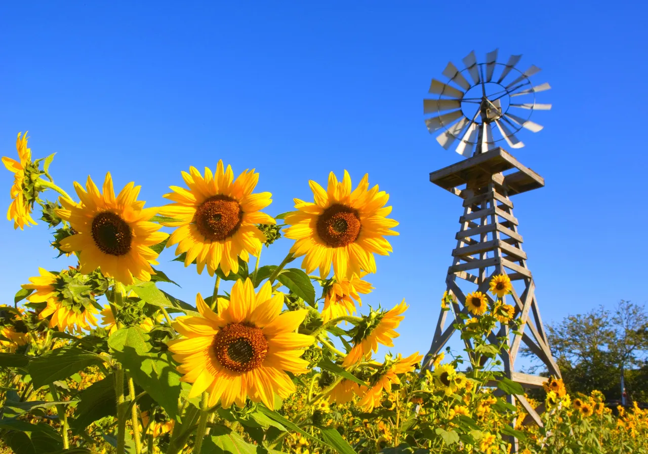 a large sunflower field with a windmill in the background