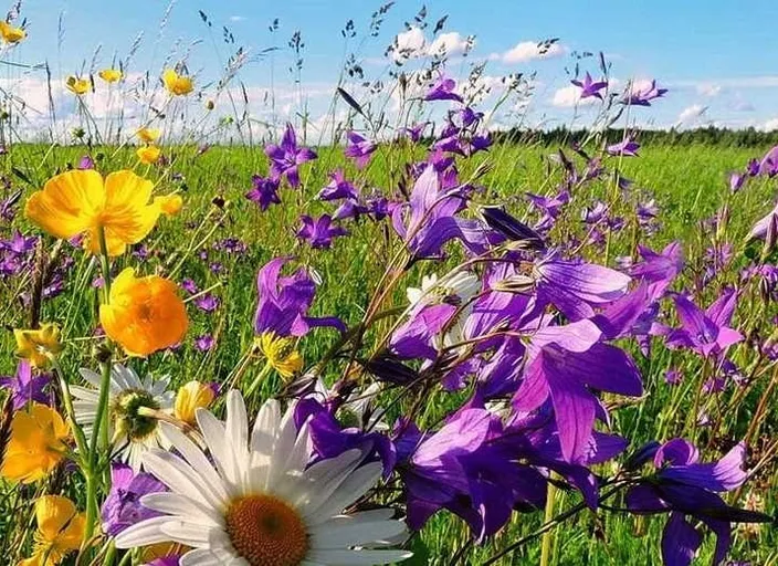 a field full of purple, yellow and white flowers