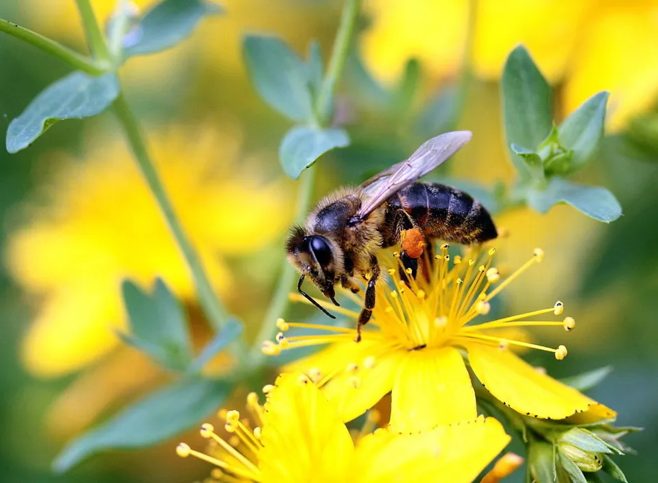 a bee is sitting on a yellow flower