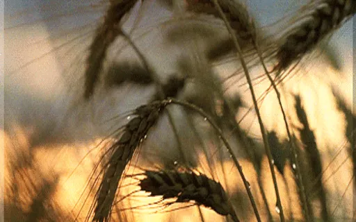 a close up of a bunch of wheat in a field  Only movement from the wind