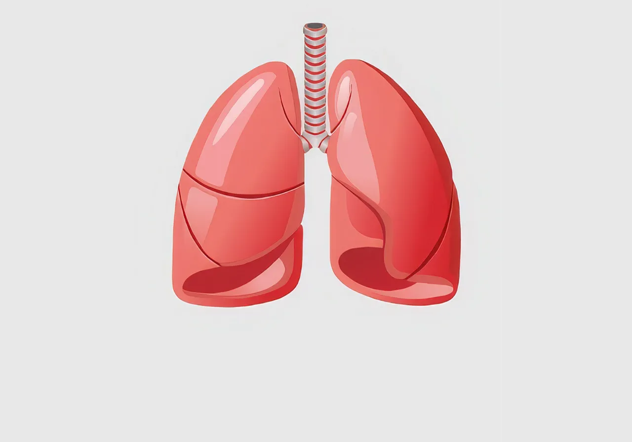 The lungs increase and decrease - they breathe