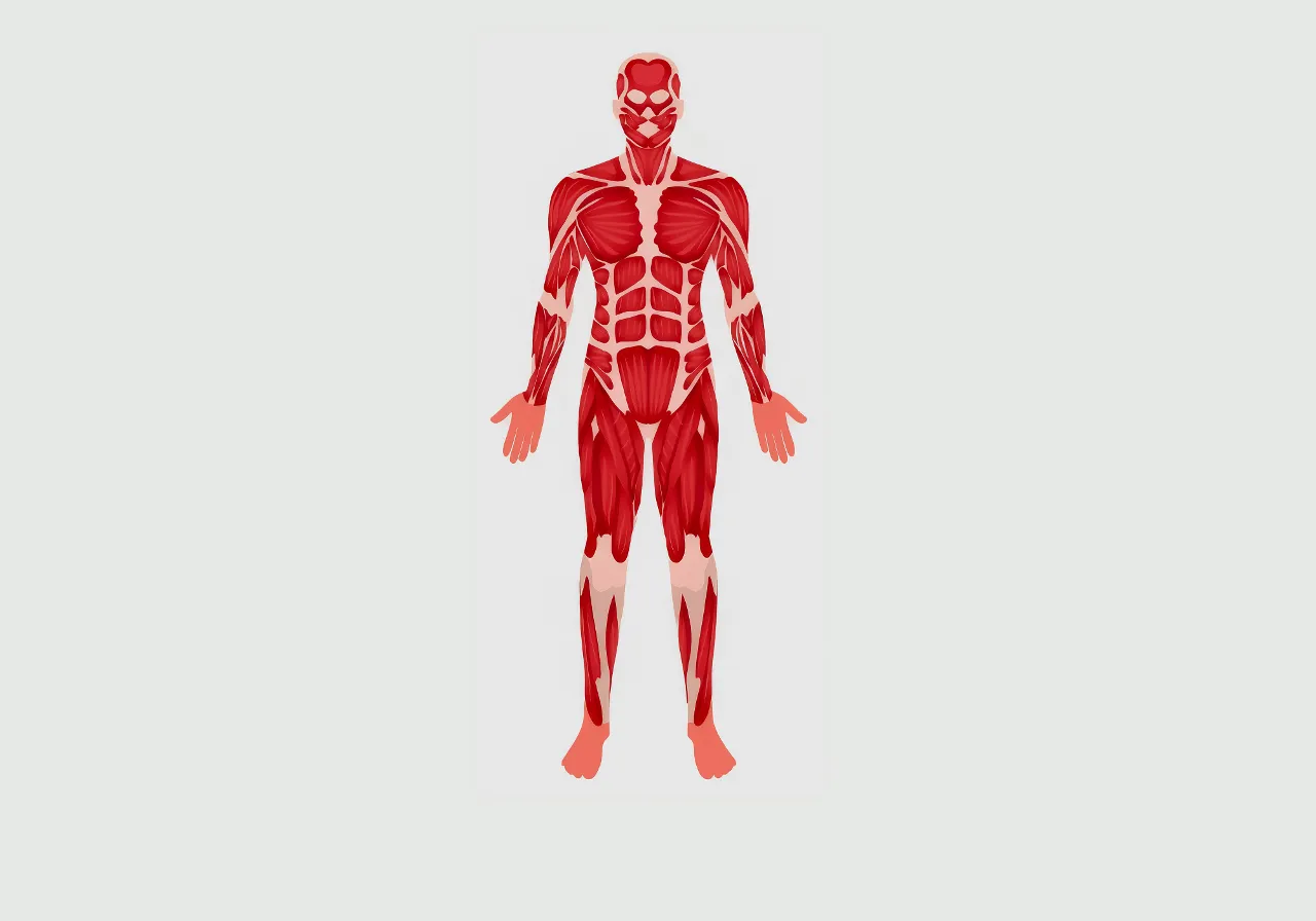 One human body with muscles highlighted in red